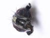 Fannia sp.
